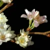 Japanse Sierkers (Prunus Subhirtella 'Autumnalis') -Tuin Puur Verkoop vaem01169