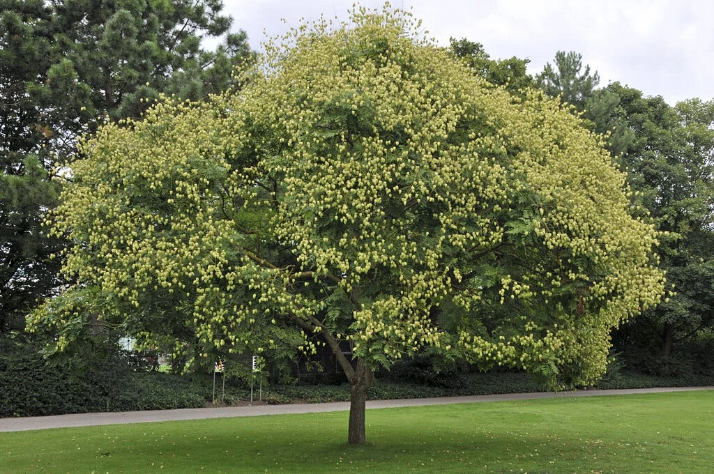 Zeepboom (Koelreuteria Paniculata) 4 Zeepboom (Koelreuteria Paniculata) - Afbeelding 2
