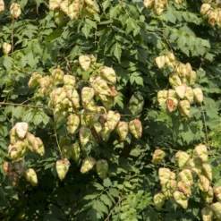 Zeepboom (Koelreuteria Paniculata) 7 Zeepboom (Koelreuteria Paniculata) -Tuin Puur Verkoop vaem10515