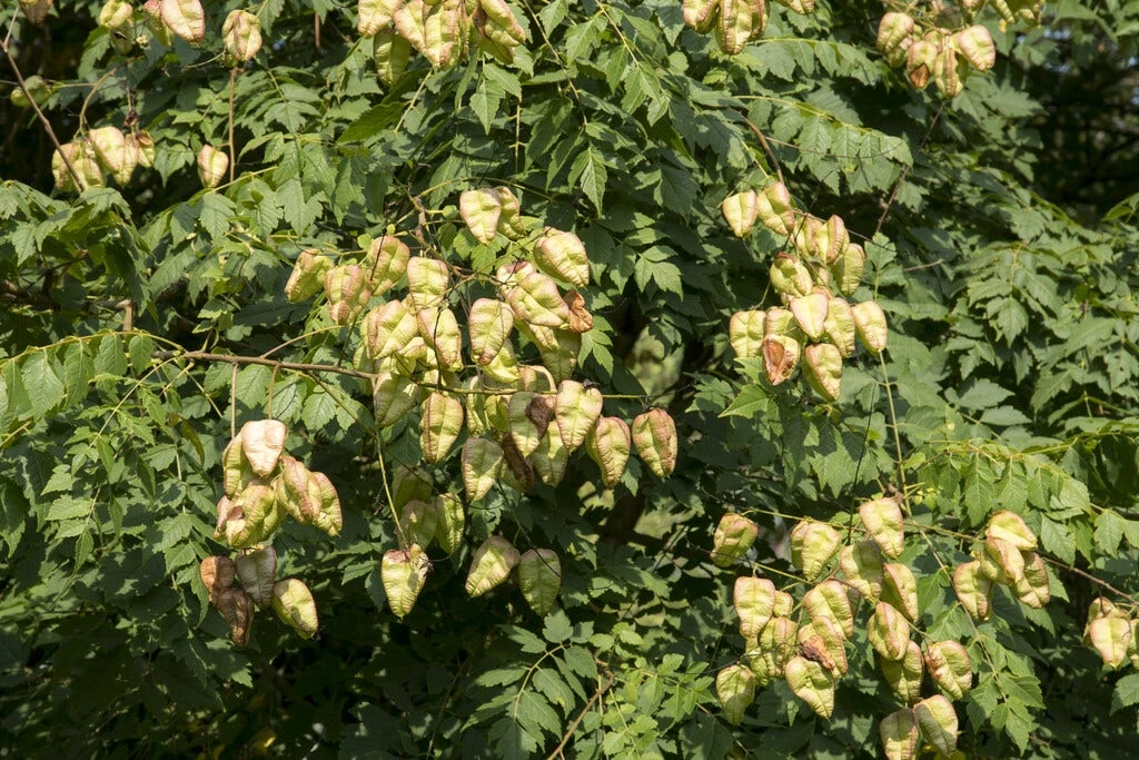Zeepboom (Koelreuteria Paniculata) 5 Zeepboom (Koelreuteria Paniculata) - Afbeelding 3