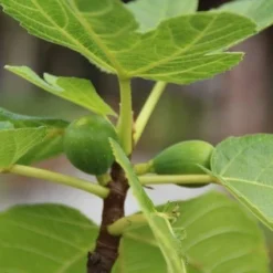 Vijg Als Solitair (Ficus Carica) 16 Vijg Als Solitair (Ficus Carica) -Tuin Puur Verkoop vijg 1 1