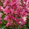 Lagerstroemia Als Halfstam (Lagerstroemia Indica 'Berry Dazzle') 2 Lagerstroemia Als Halfstam (Lagerstroemia Indica 'Berry Dazzle') -Tuin Puur Verkoop visi186296