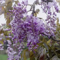 Japanse Blauwe Regen (Wisteria Floribunda 'Macrobotrys') -Tuin Puur Verkoop visi27503
