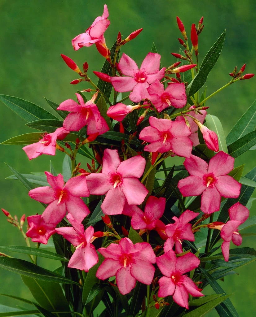 Smalbladige Oleander (Nerium Oleander 'Papa Gambetta') 3 Smalbladige Oleander (Nerium Oleander 'Papa Gambetta')