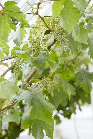 Muskaatdruif (Vitis Vinifera ‘Moscato Bianco’) 3 Muskaatdruif (Vitis Vinifera ‘Moscato Bianco’)