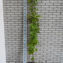 Sierdruif (Vitis Coignetiae) 8 Sierdruif (Vitis Coignetiae) -Tuin Puur Verkoop vitis coignetiae 175 200 c10