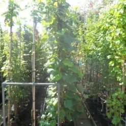 Sierdruif (Vitis Coignetiae) 9 Sierdruif (Vitis Coignetiae) -Tuin Puur Verkoop vitis coignetiae 200 250 300 c20