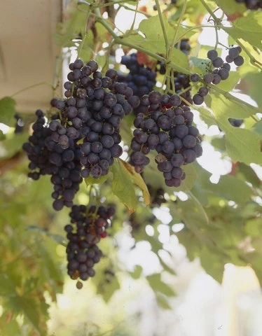 Muskaatdruif (Vitis Vinifera ‘Moscato D’Amburgo’ ) 3 Muskaatdruif (Vitis Vinifera ‘Moscato D’Amburgo’ )