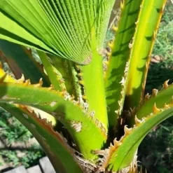 Washingtonia (Washingtonia Robusta) 16 Washingtonia (Washingtonia Robusta) -Tuin Puur Verkoop washingtoniarobusta04