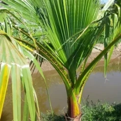 Washingtonia (Washingtonia Robusta) 14 Washingtonia (Washingtonia Robusta) -Tuin Puur Verkoop washingtoniarobusta09