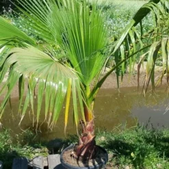 Washingtonia (Washingtonia Robusta) 19 Washingtonia (Washingtonia Robusta) -Tuin Puur Verkoop washingtoniarobusta10