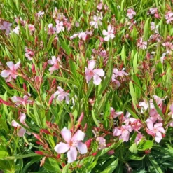 Roze Oleander (Nerium Oleander) 15 Roze Oleander (Nerium Oleander) -Tuin Puur Verkoop whatsapp image 2022 06 09 at 10.59.18 am