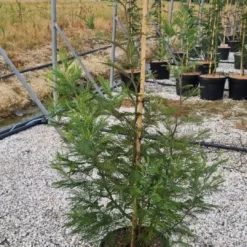 Mimosa (Acacia Dealbata) -Tuin Puur Verkoop whatsapp image 2023 05 24 at 20.41.02