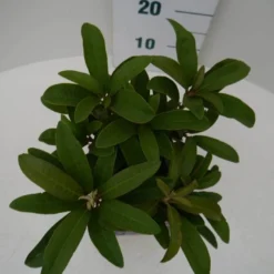 Rhododendron (Rhododendron 'Wilgen's Ruby') -Tuin Puur Verkoop wilgens ruby c2 boven