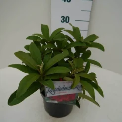 Rhododendron (Rhododendron 'Wilgen's Ruby') -Tuin Puur Verkoop wilgens ruby c2 zij