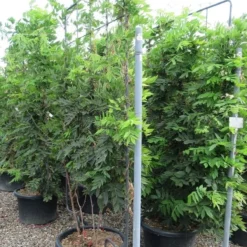 Blauwe Regen Als Leivorm (Wisteria Brachybotrys 'Yokohama Fuji') 18 Blauwe Regen Als Leivorm (Wisteria Brachybotrys 'Yokohama Fuji') -Tuin Puur Verkoop wisteria 110x180 leivorm