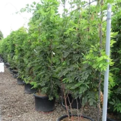 Blauwe Regen Als Leivorm (Wisteria Brachybotrys 'Yokohama Fuji') 17 Blauwe Regen Als Leivorm (Wisteria Brachybotrys 'Yokohama Fuji') -Tuin Puur Verkoop wisteria 110x180 leivorm 2