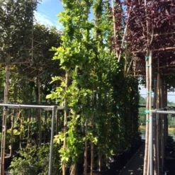 Blauwe Regen (Wisteria Sinensis 'Prolific') 17 Blauwe Regen (Wisteria Sinensis 'Prolific') -Tuin Puur Verkoop wisteria 300 400