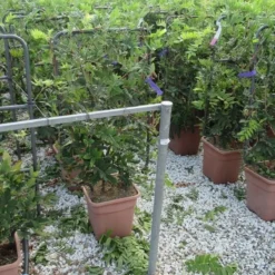 Blauwe Regen Als Leivorm (Wisteria Brachybotrys 'Yokohama Fuji') 16 Blauwe Regen Als Leivorm (Wisteria Brachybotrys 'Yokohama Fuji') -Tuin Puur Verkoop wisteria 52x110 leivorm