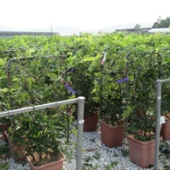 Blauwe Regen Als Leivorm (Wisteria Brachybotrys 'Yokohama Fuji') 15 Blauwe Regen Als Leivorm (Wisteria Brachybotrys 'Yokohama Fuji') -Tuin Puur Verkoop wisteria 52x110 leivorm 2