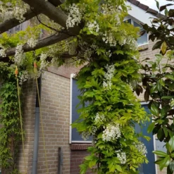 Japanse Blauwe Regen, Wit (Wisteria Floribunda 'Alba') 13 Japanse Blauwe Regen, Wit (Wisteria Floribunda 'Alba') -Tuin Puur Verkoop wisteria f. long. alba