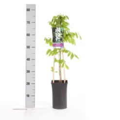 Japanse Blauwe Regen, Wit (Wisteria Floribunda 'Alba') 11 Japanse Blauwe Regen, Wit (Wisteria Floribunda 'Alba') -Tuin Puur Verkoop wisteria floribunda alba