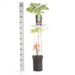 Japanse Blauwe Regen, Wit (Wisteria Floribunda 'Alba') 12 Japanse Blauwe Regen, Wit (Wisteria Floribunda 'Alba') -Tuin Puur Verkoop wisteria floribunda alba 1.00 1.25