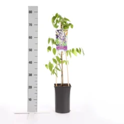 Blauwe Regen, Roze (Wisteria Floribunda 'Rosea') -Tuin Puur Verkoop wisteria floribunda rosea