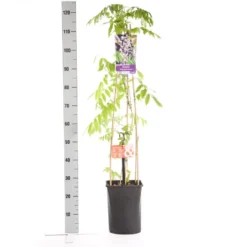 Blauwe Regen, Roze (Wisteria Floribunda 'Rosea') -Tuin Puur Verkoop wisteria floribunda rosea 1.00 1.25