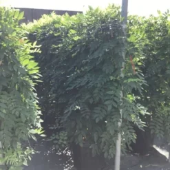 Blauwe Regen Als Leivorm (Wisteria Brachybotrys 'Yokohama Fuji') 14 Blauwe Regen Als Leivorm (Wisteria Brachybotrys 'Yokohama Fuji') -Tuin Puur Verkoop wisteria lage leivorm 2