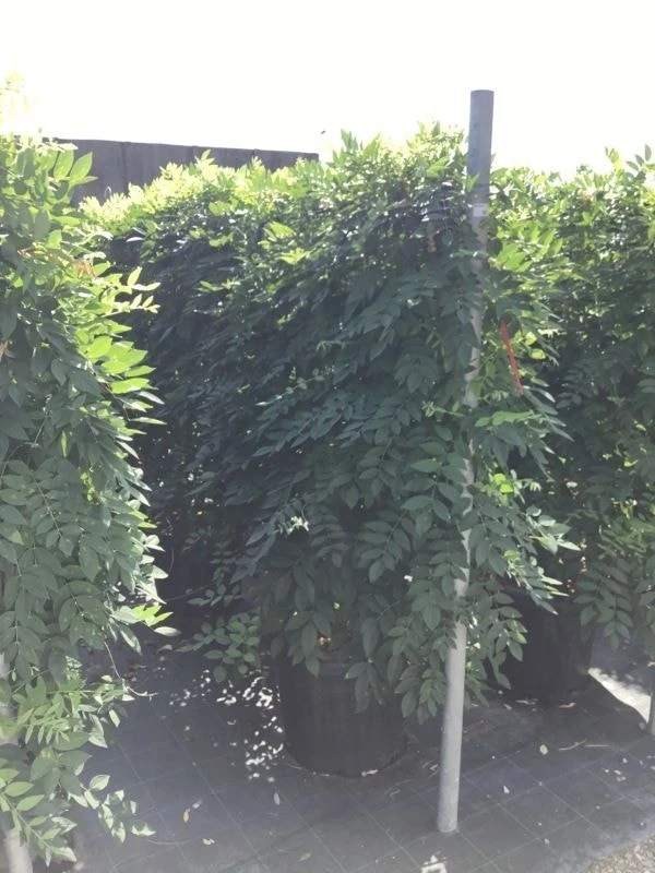 Blauwe Regen Als Leivorm (Wisteria Brachybotrys 'Yokohama Fuji') 6 Blauwe Regen Als Leivorm (Wisteria Brachybotrys 'Yokohama Fuji') - Afbeelding 4