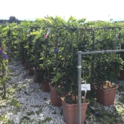 Blauwe Regen Als Leivorm (Wisteria Brachybotrys 'Yokohama Fuji') 13 Blauwe Regen Als Leivorm (Wisteria Brachybotrys 'Yokohama Fuji') -Tuin Puur Verkoop wisteria lage leivorm c18