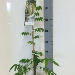 Japanse Blauwe Regen, Wit (Wisteria Floribunda 'Alba') 15 Japanse Blauwe Regen, Wit (Wisteria Floribunda 'Alba') -Tuin Puur Verkoop wisteria sin. alba 80 100 c2