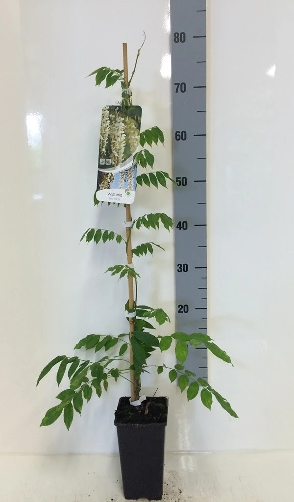 Japanse Blauwe Regen, Wit (Wisteria Floribunda 'Alba') 9 Japanse Blauwe Regen, Wit (Wisteria Floribunda 'Alba') - Afbeelding 7