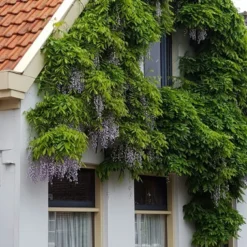 Blauwe Regen (Wisteria Sinensis 'Prolific') 13 Blauwe Regen (Wisteria Sinensis 'Prolific') -Tuin Puur Verkoop wisteria sin. prolific