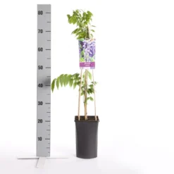 Blauwe Regen (Wisteria Sinensis) 13 Blauwe Regen (Wisteria Sinensis) -Tuin Puur Verkoop wisteria sinensis