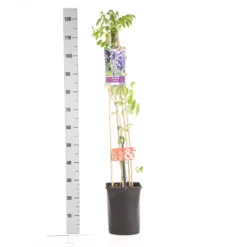 Blauwe Regen (Wisteria Sinensis) 12 Blauwe Regen (Wisteria Sinensis) -Tuin Puur Verkoop wisteria sinensis 1.00 1.25