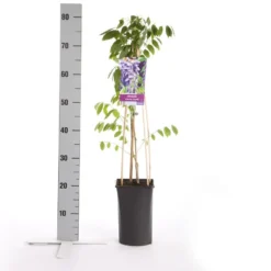 Blauwe Regen (Wisteria Sinensis 'Prolific') 15 Blauwe Regen (Wisteria Sinensis 'Prolific') -Tuin Puur Verkoop wisteria sinensis prolific