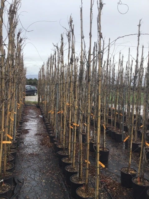 Blauweregen (Wisteria Sinensis 'Caroline') 4 Blauweregen (Wisteria Sinensis 'Caroline') - Afbeelding 2