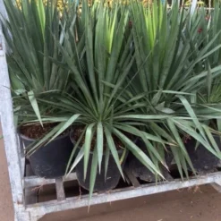 Palmlelie (Yucca Gloriosa) 34 Palmlelie (Yucca Gloriosa) -Tuin Puur Verkoop yucca 1