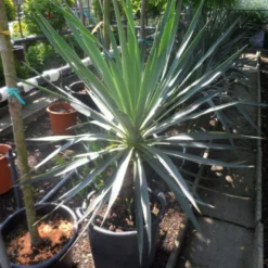 Palmlelie (Yucca Gloriosa) 22 Palmlelie (Yucca Gloriosa) -Tuin Puur Verkoop yucca gloriosa 100 125 c50