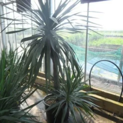 Palmlelie (Yucca Gloriosa) 24 Palmlelie (Yucca Gloriosa) -Tuin Puur Verkoop yucca gloriosa 100stam c50