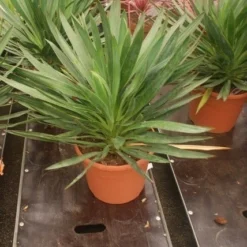Palmlelie (Yucca Gloriosa) 29 Palmlelie (Yucca Gloriosa) -Tuin Puur Verkoop yucca gloriosa 2