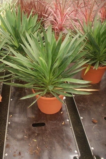 Palmlelie (Yucca Gloriosa) 13 Palmlelie (Yucca Gloriosa) - Afbeelding 11