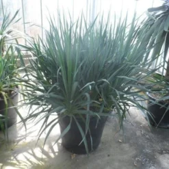 Palmlelie (Yucca Gloriosa) 30 Palmlelie (Yucca Gloriosa) -Tuin Puur Verkoop yucca gloriosa struikvorm c110