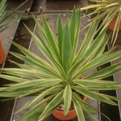 Palmlelie (Yucca Gloriosa 'Variegata') -Tuin Puur Verkoop yucca gloriosa variegata
