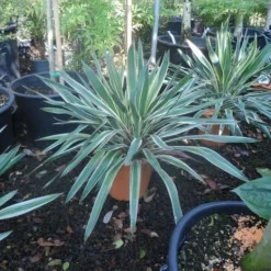 Palmlelie (Yucca Gloriosa 'Variegata') -Tuin Puur Verkoop yucca gloriosa variegatum c10