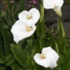 Moerasaronskelk (Zantedeschia Aethiopica) 2 Moerasaronskelk (Zantedeschia Aethiopica) -Tuin Puur Verkoop zantedeschia aethiopica 2006