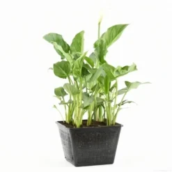 Moerasaronskelk (Zantedeschia Aethiopica) 16 Moerasaronskelk (Zantedeschia Aethiopica) -Tuin Puur Verkoop zantedeschia aethiopica s e 13695 p28