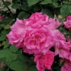 Klimroos (Rosa 'Zepherine Drouhin') -Tuin Puur Verkoop zephirinedrouhin lr